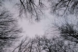 Baumkronen mit Blick nach oben zum Himmel